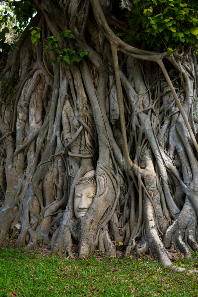 Wat Mahathat Buddha Kopf im Baum